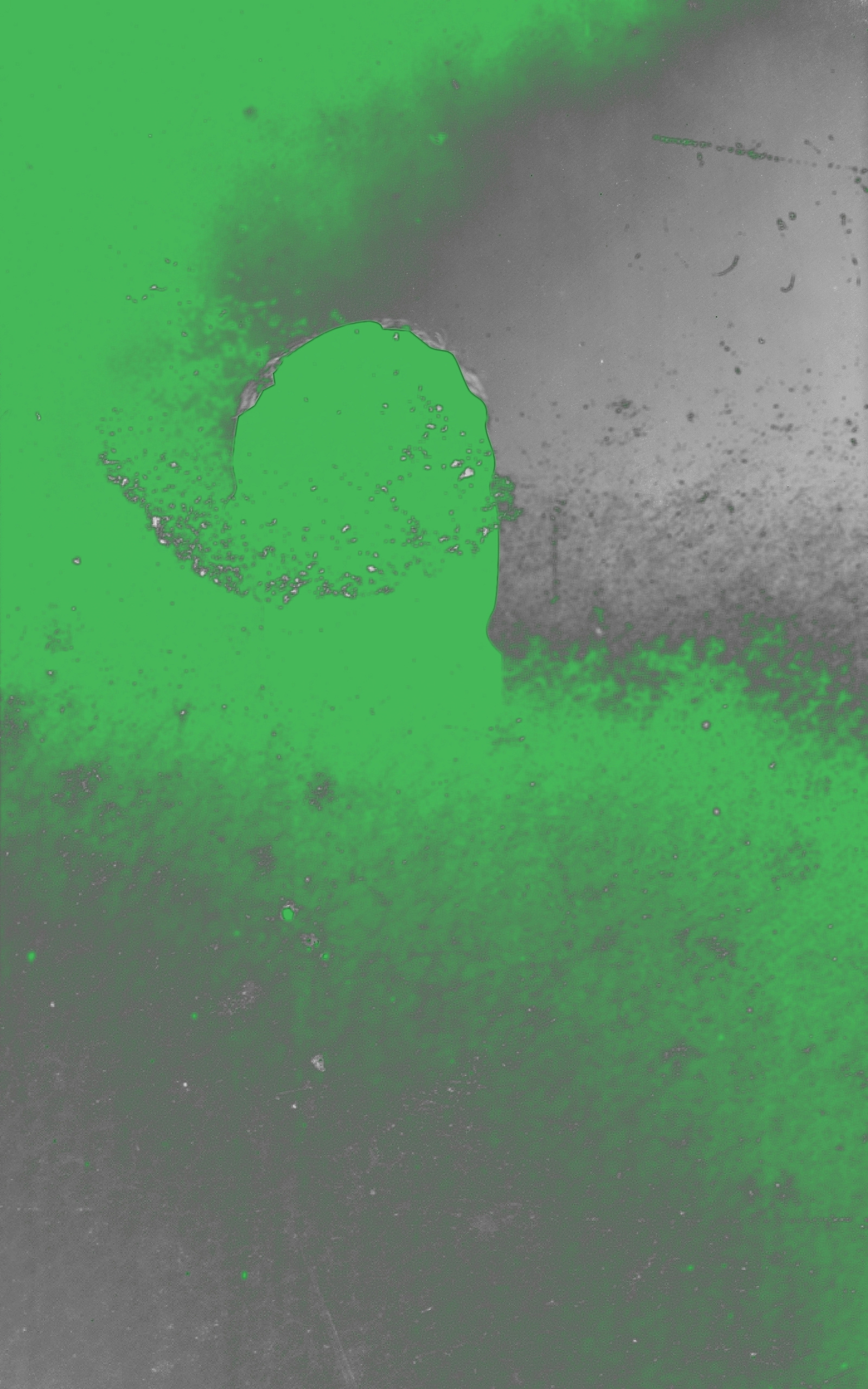 the artist explains himself